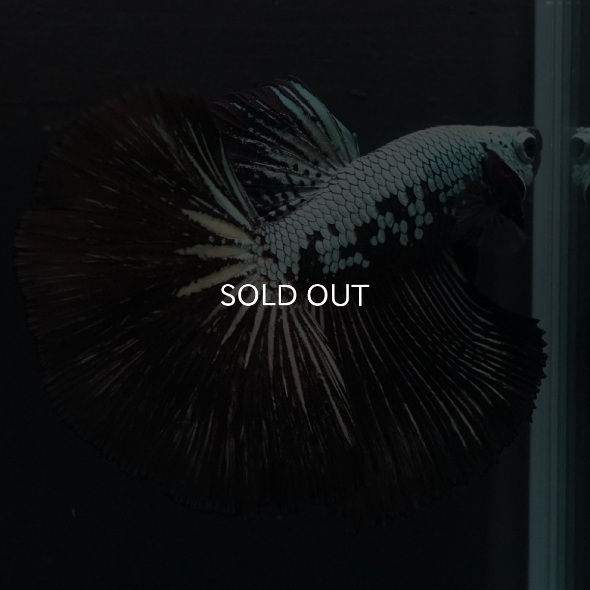 画像3: HM　ブラックサムライ (3)