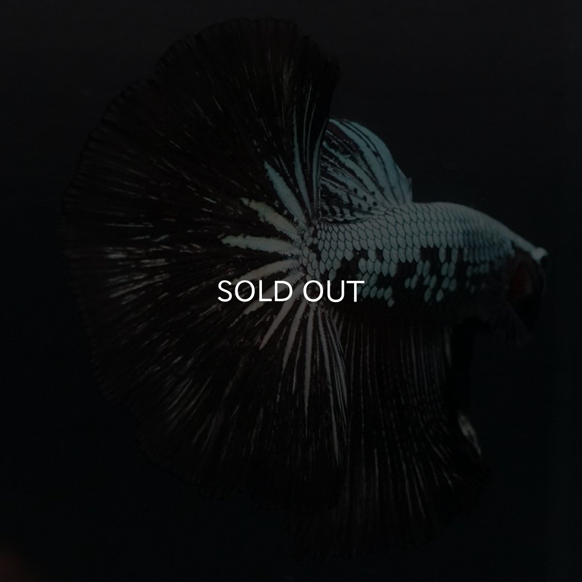 画像2: HM　ブラックサムライ (2)