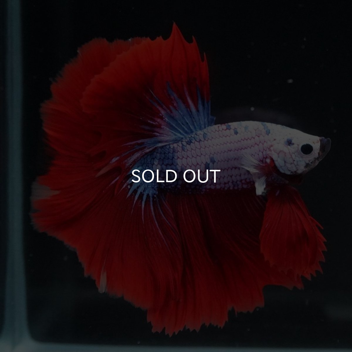 画像9: HM レッドファンシー (9)