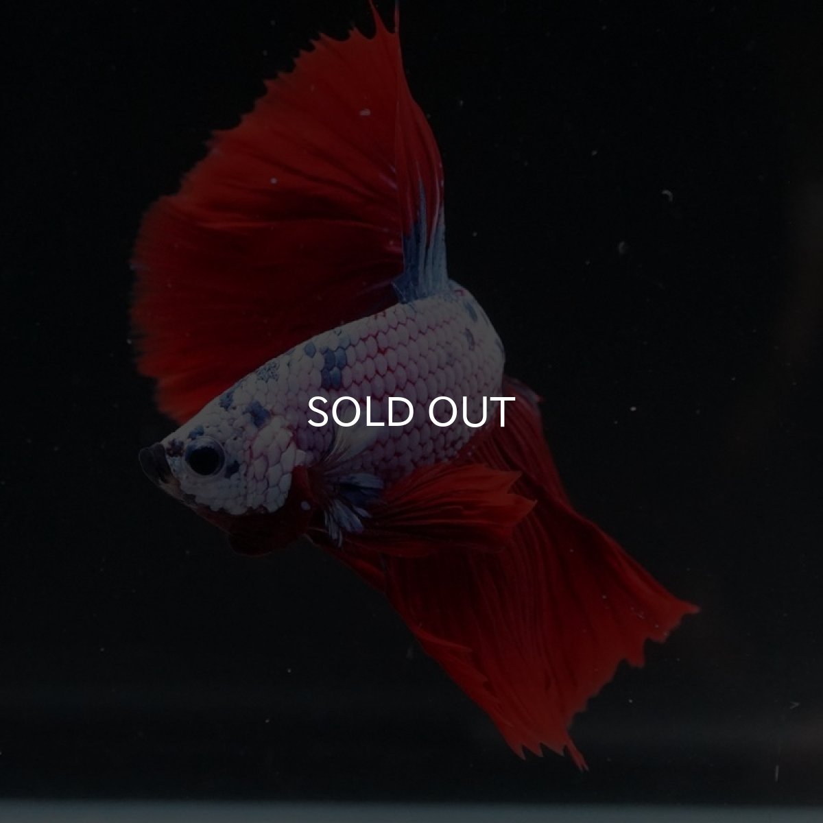 画像3: HM レッドファンシー (3)