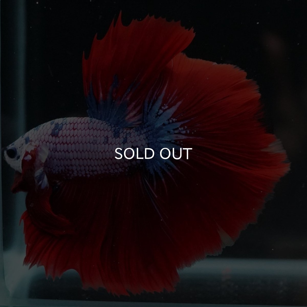 画像8: HM レッドファンシー (8)