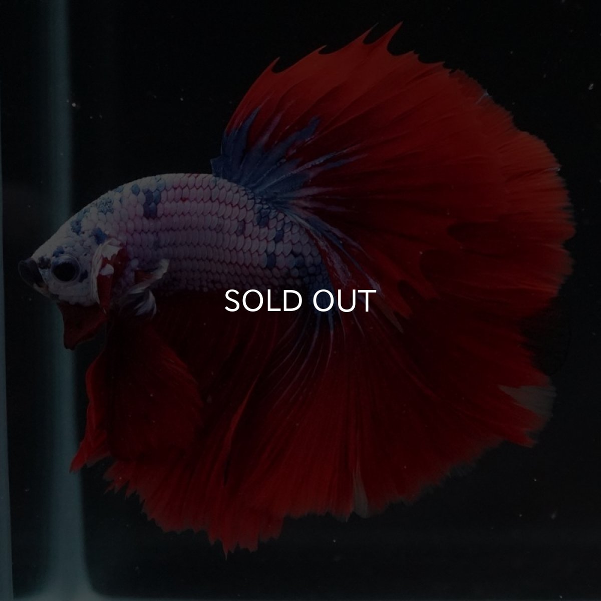 画像2: HM レッドファンシー (2)