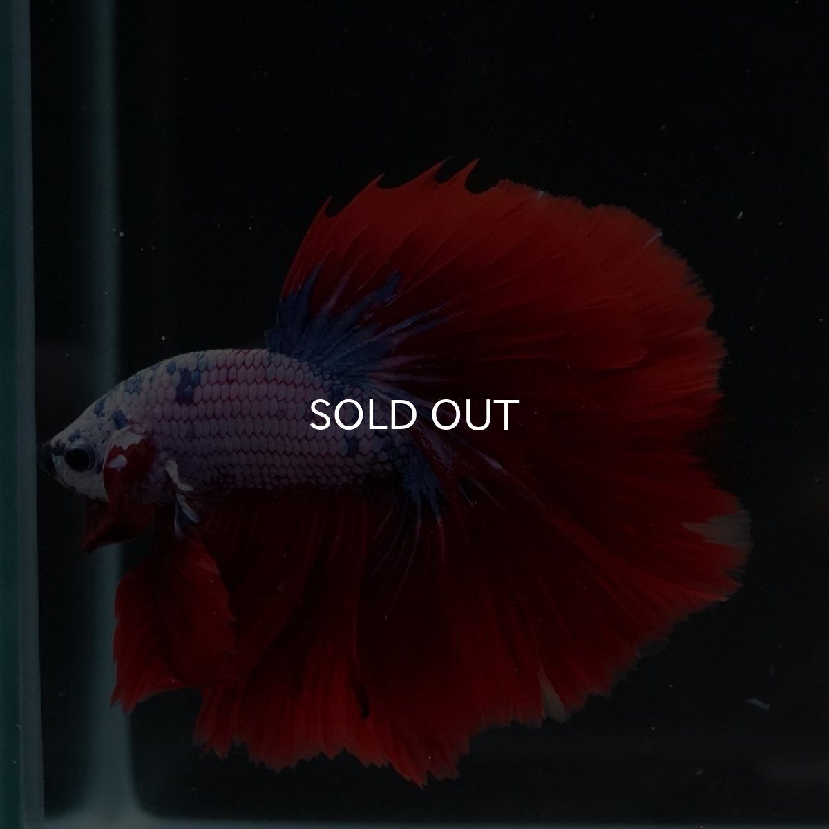 画像7: HM レッドファンシー (7)