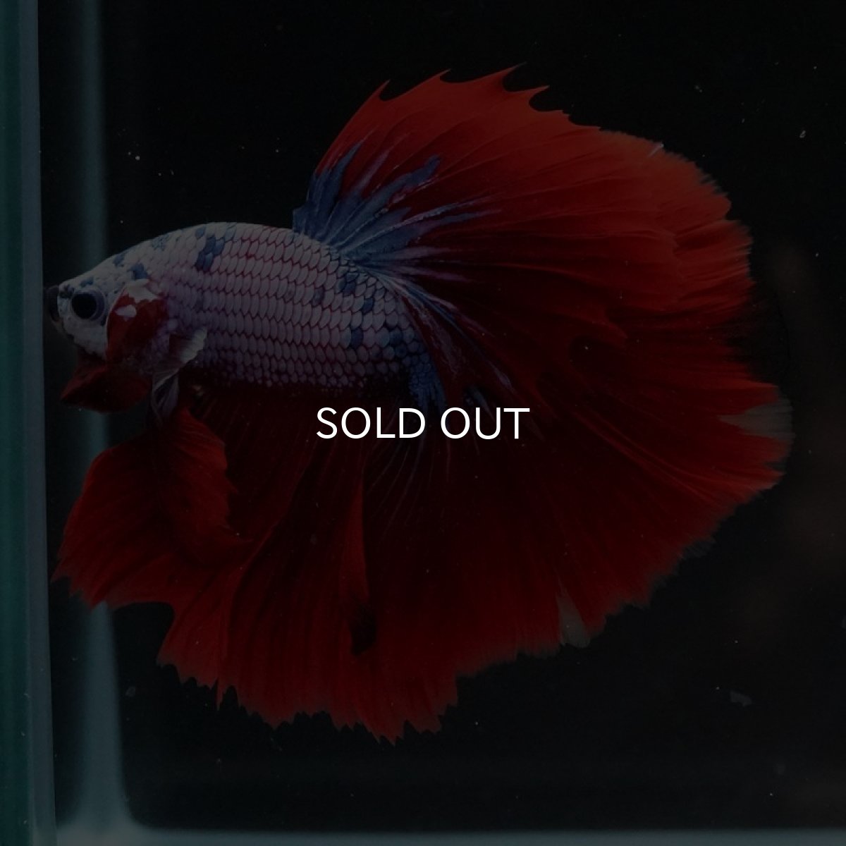 画像6: HM レッドファンシー (6)