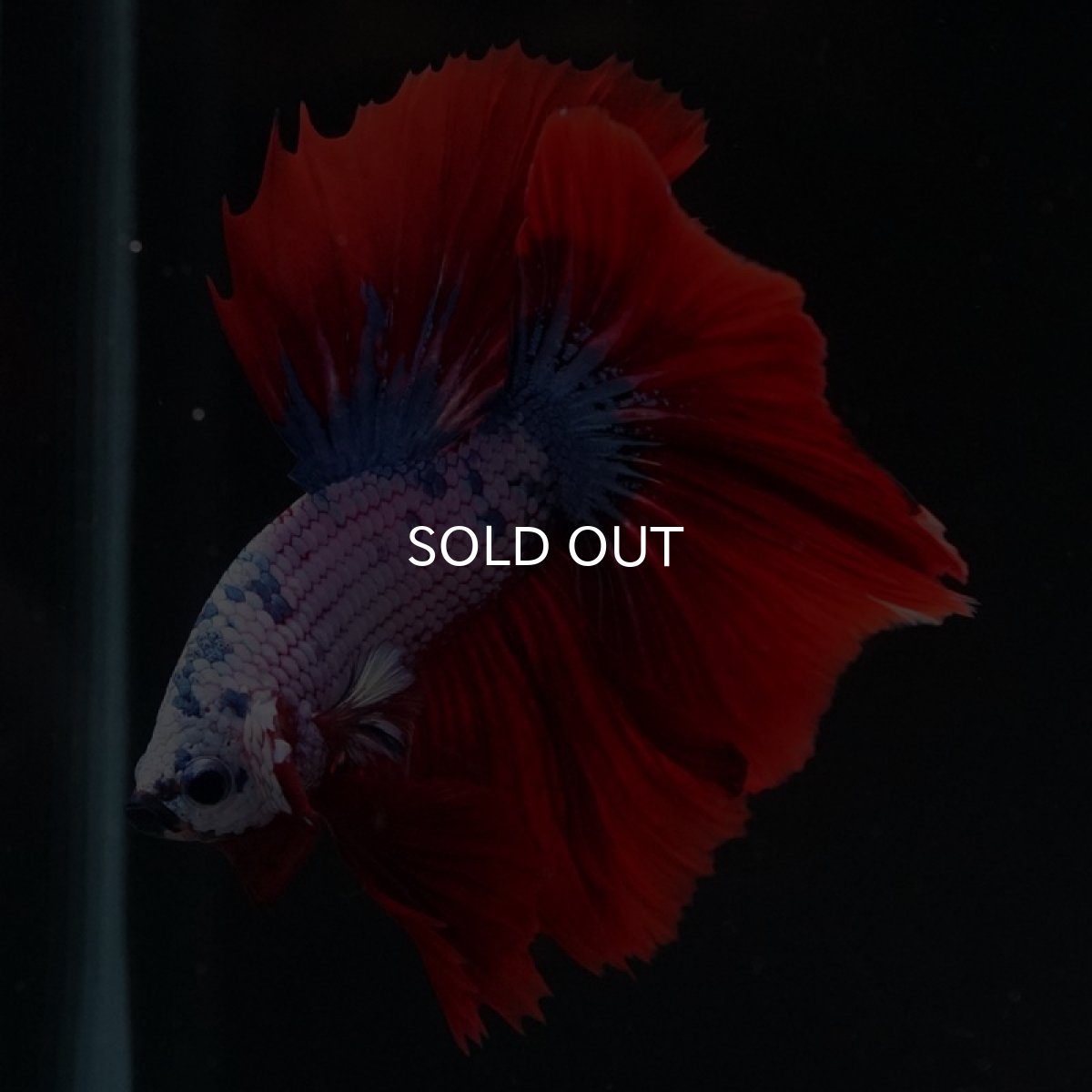 画像5: HM レッドファンシー (5)