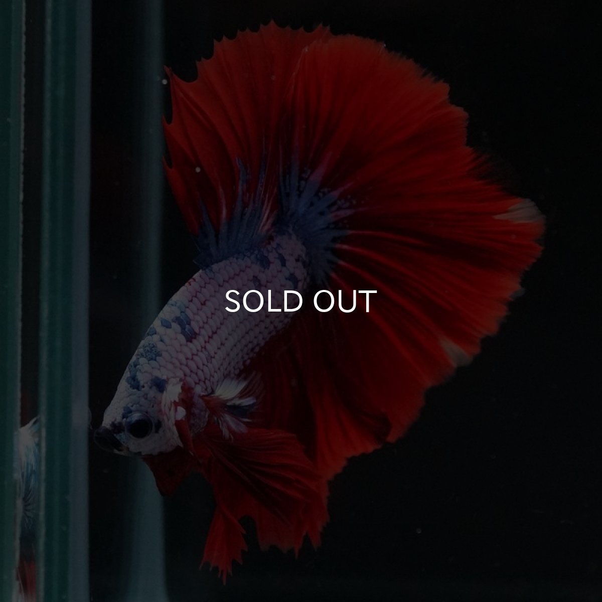 画像4: HM レッドファンシー (4)