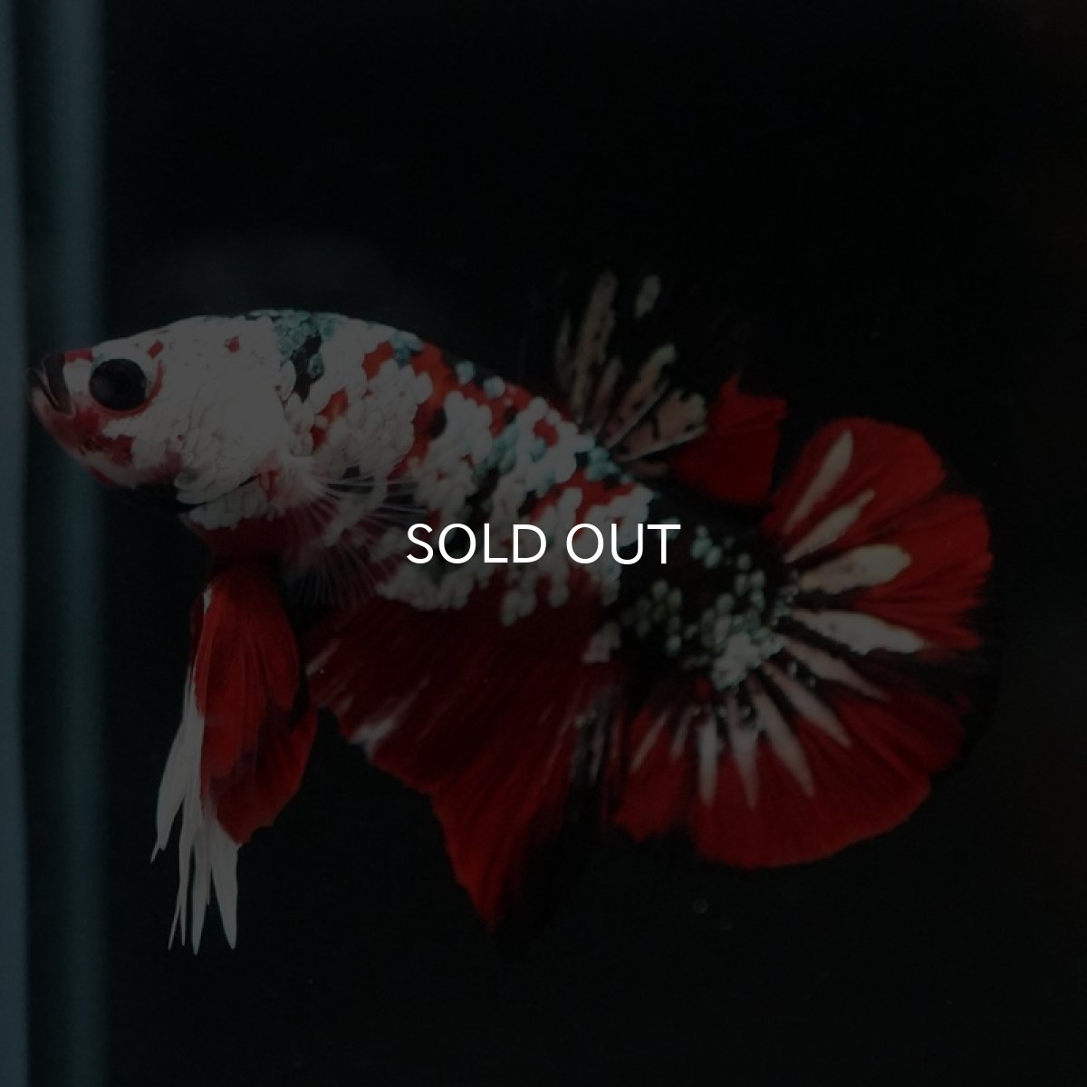 画像6: HMPK レッドカッパーギャラクシー (6)