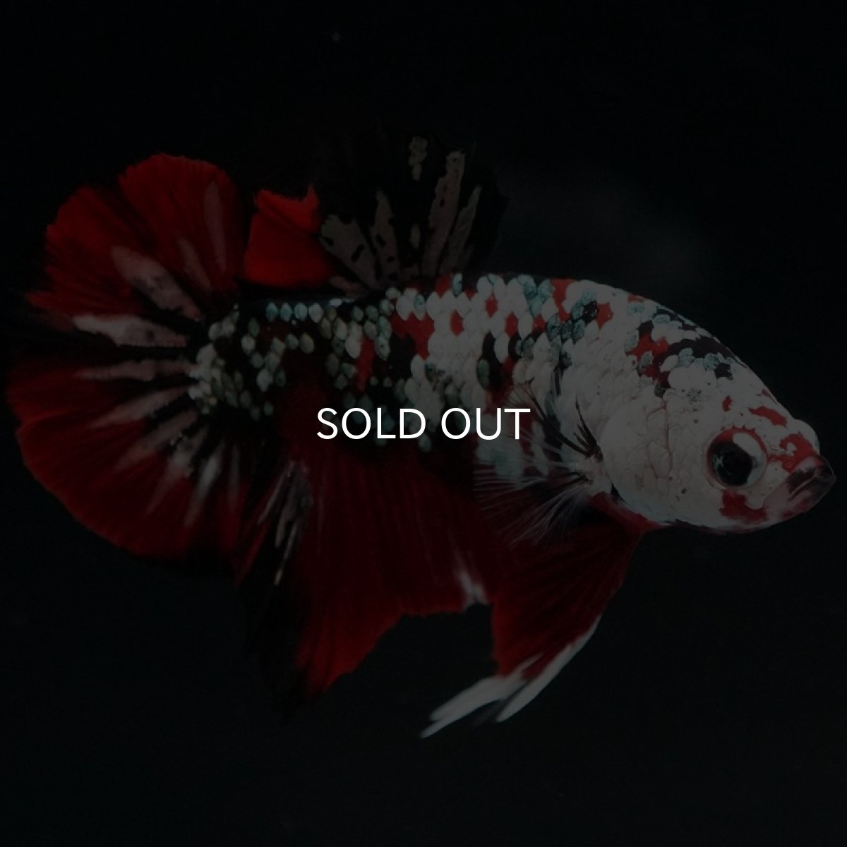 画像4: HMPK レッドカッパーギャラクシー (4)