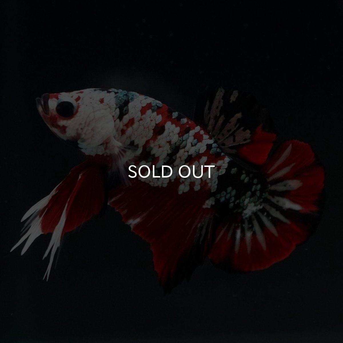 画像3: HMPK レッドカッパーギャラクシー (3)