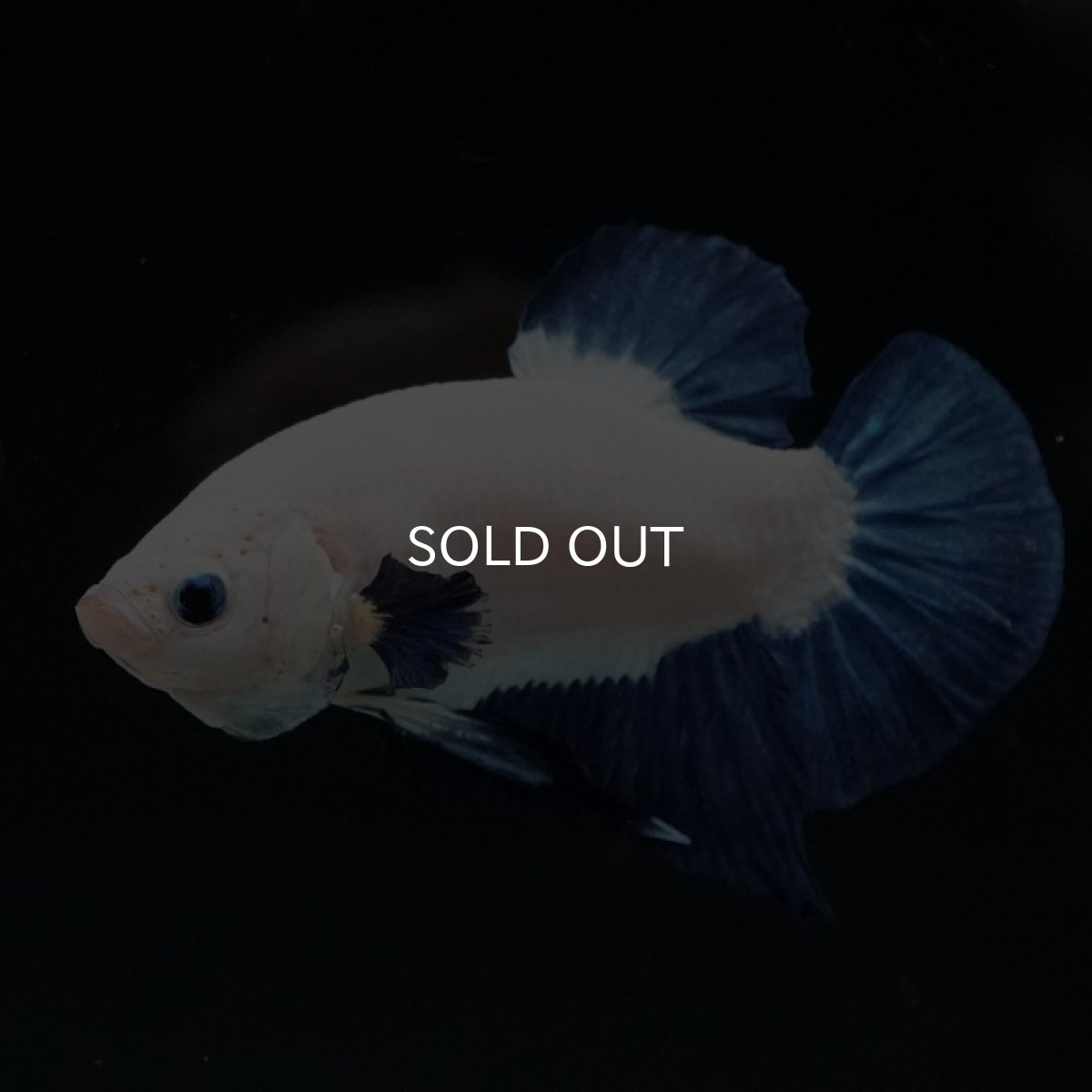 画像10: HMPK ブルーリム (10)