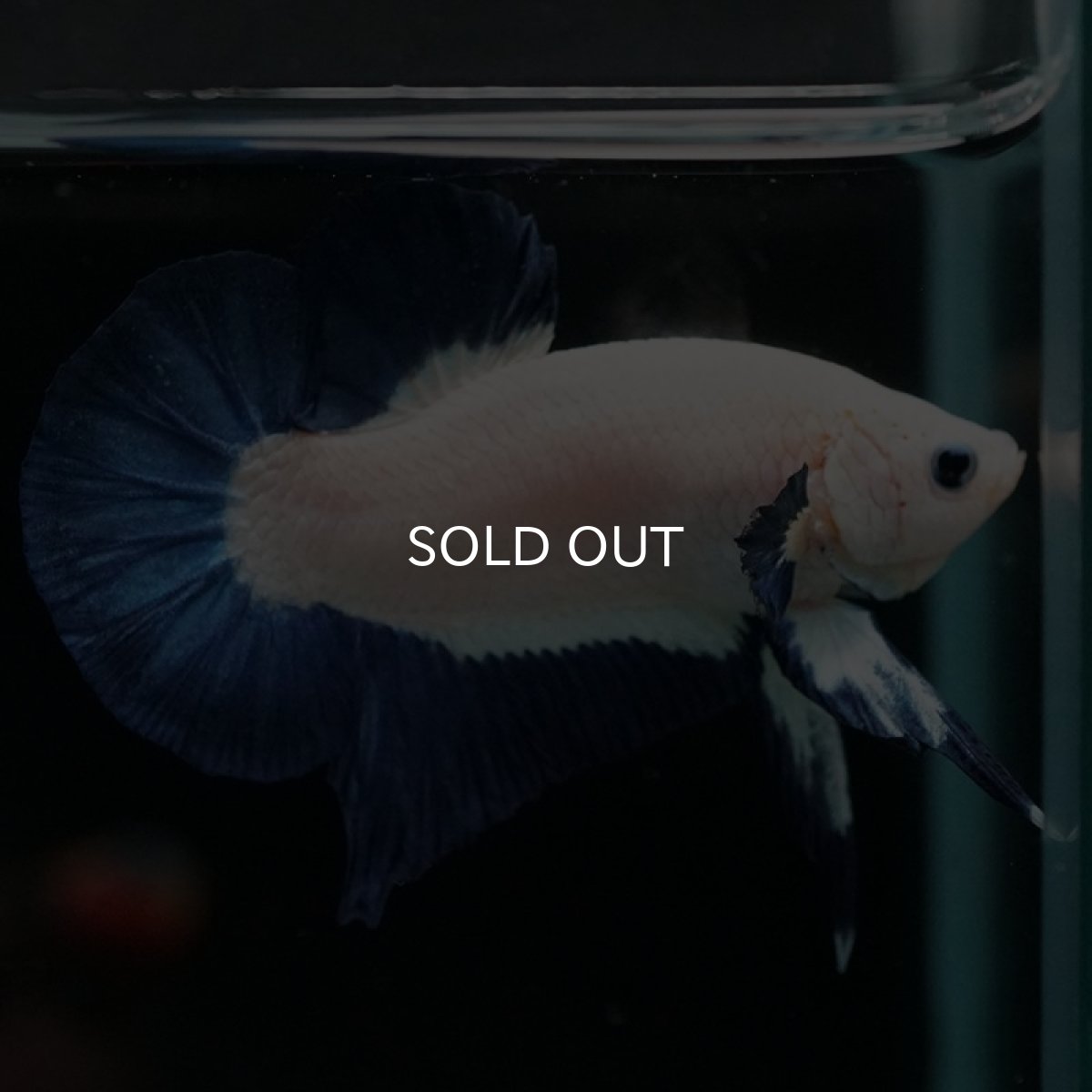 画像5: HMPK ブルーリム (5)