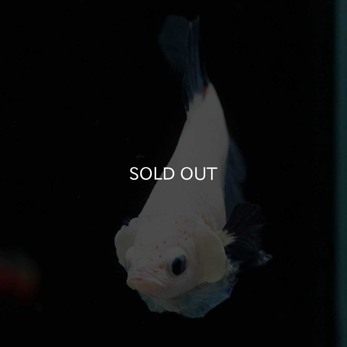 画像6: HMPK ブルーリム (6)