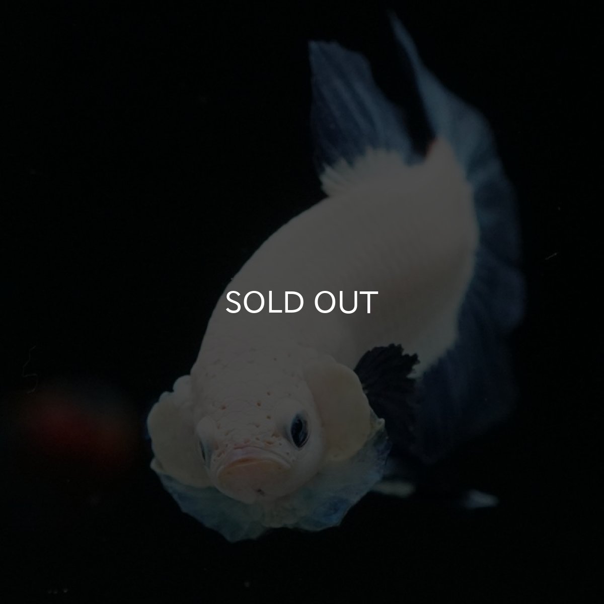 画像7: HMPK ブルーリム (7)