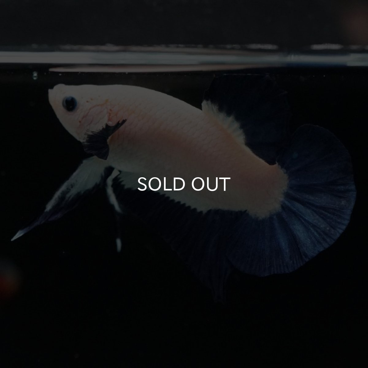 画像4: HMPK ブルーリム (4)