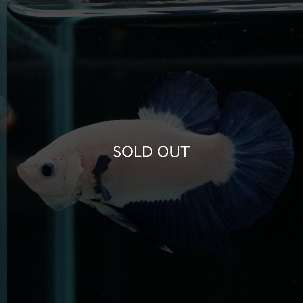 画像3: HMPK ブルーリム (3)