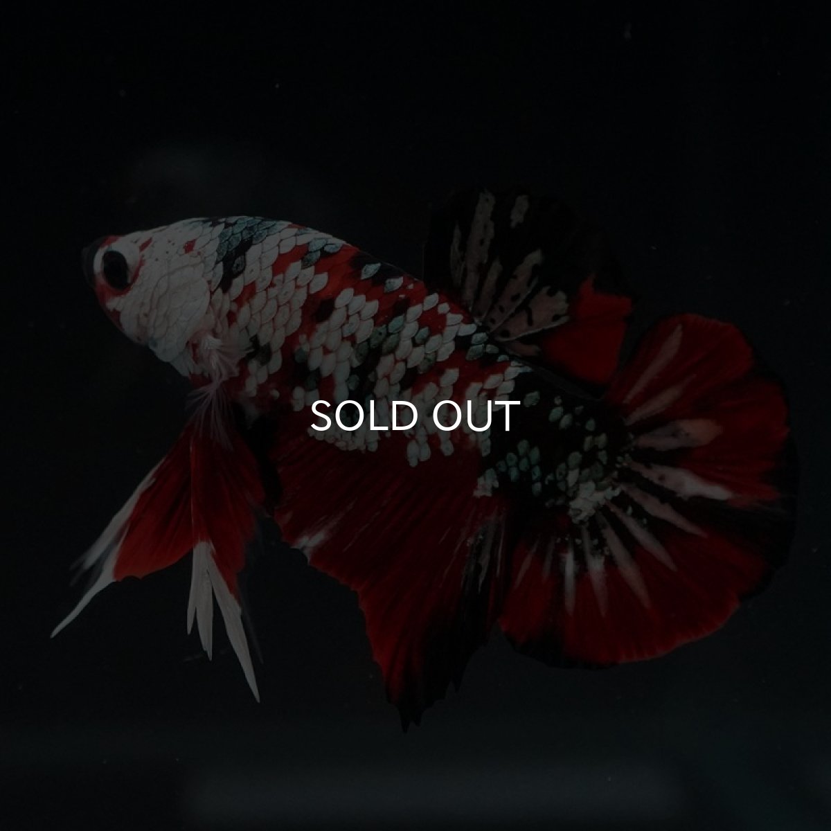 画像5: HMPK レッドカッパーギャラクシー (5)