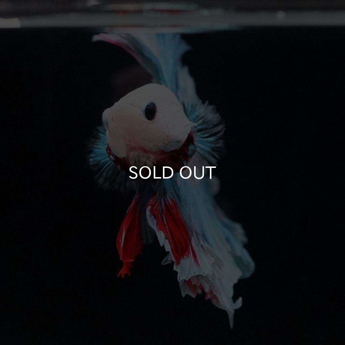 画像8: HM ホワイトファンシー フェザーテール (8)