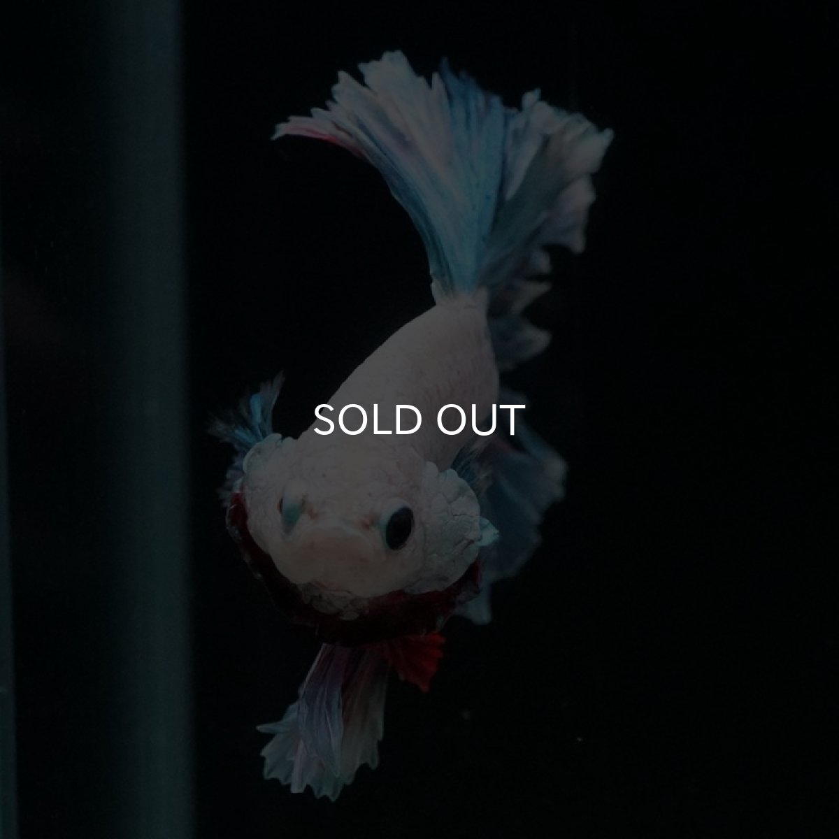 画像2: HM ホワイトファンシー フェザーテール (2)