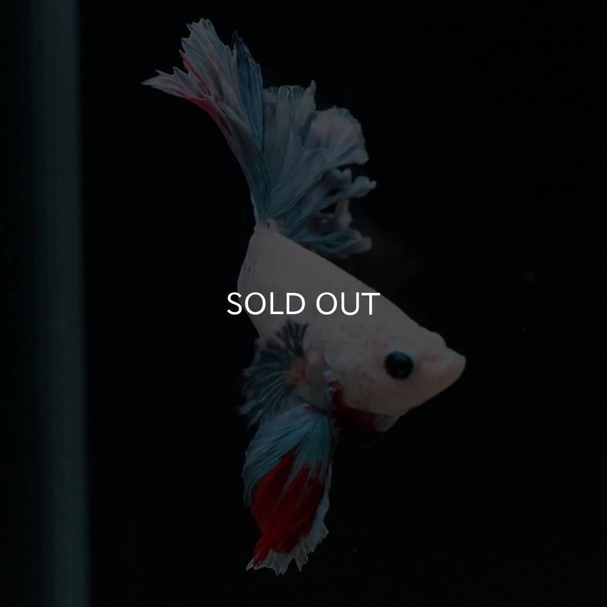 画像7: HM ホワイトファンシー フェザーテール (7)