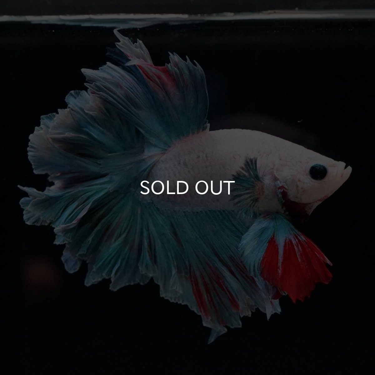 画像6: HM ホワイトファンシー フェザーテール (6)