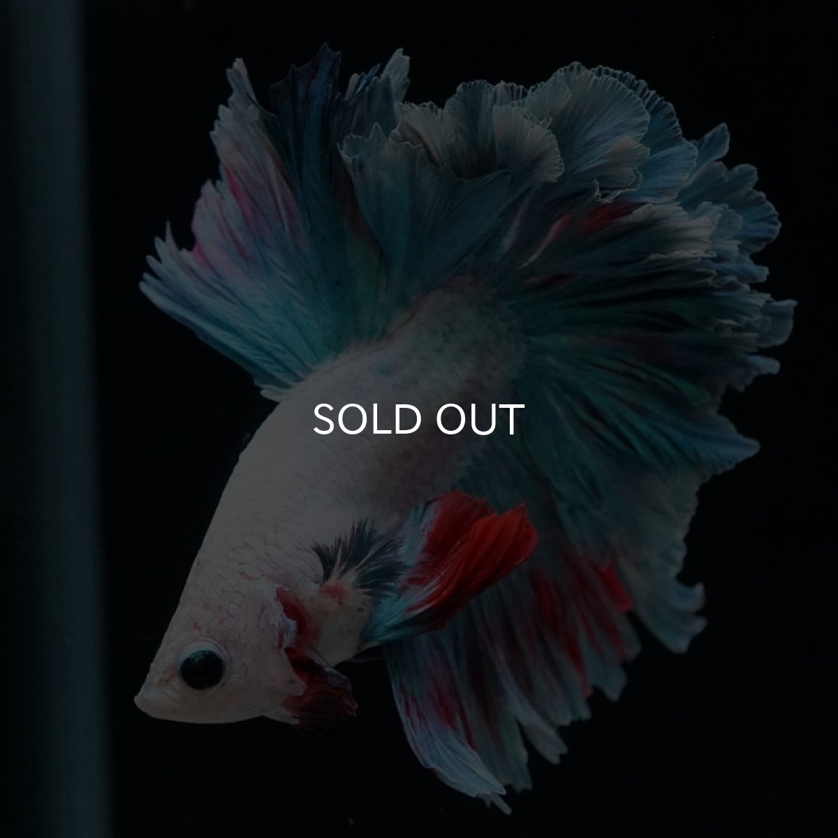 画像5: HM ホワイトファンシー フェザーテール (5)