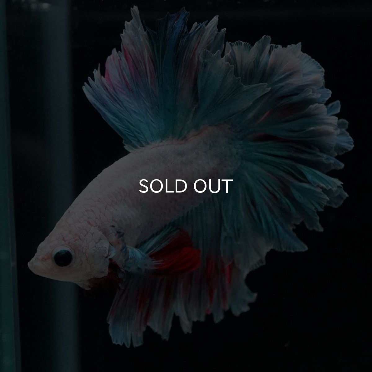 画像4: HM ホワイトファンシー フェザーテール (4)