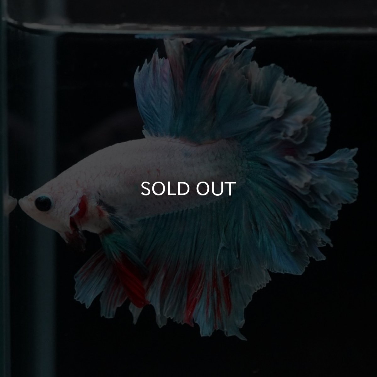 画像3: HM ホワイトファンシー フェザーテール (3)