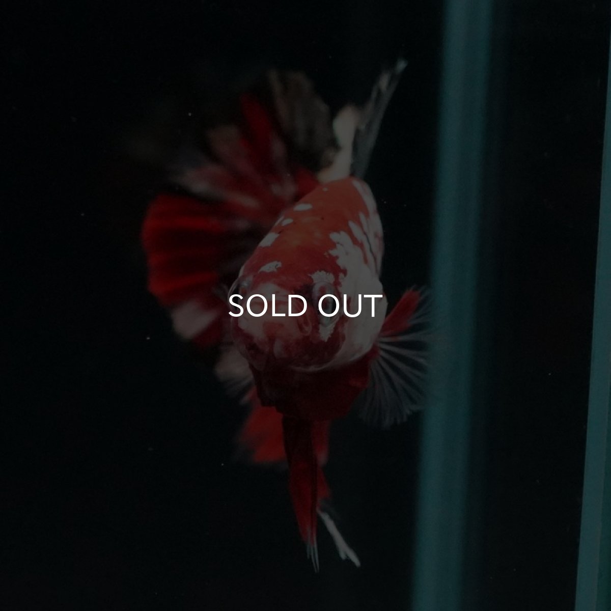 画像6: HMPK　レッドカッパーギャラクシー (6)