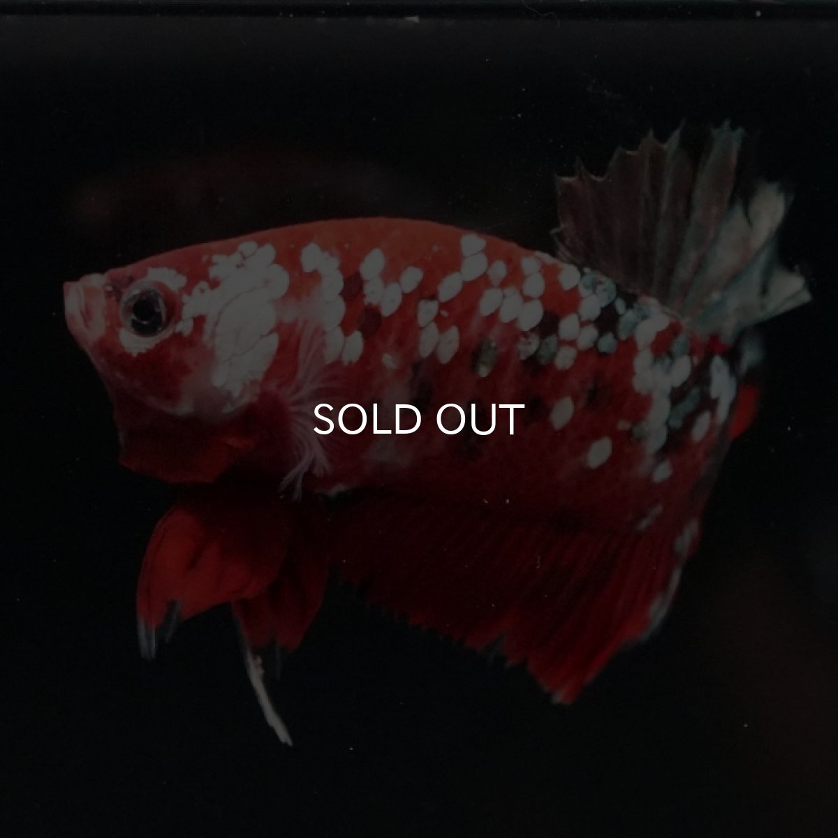 画像5: HMPK　レッドカッパーギャラクシー (5)