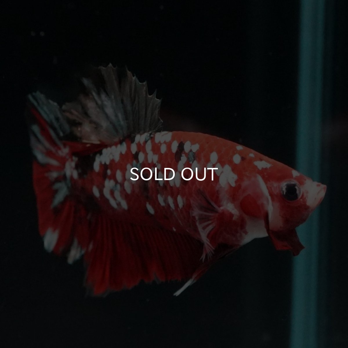 画像4: HMPK　レッドカッパーギャラクシー (4)