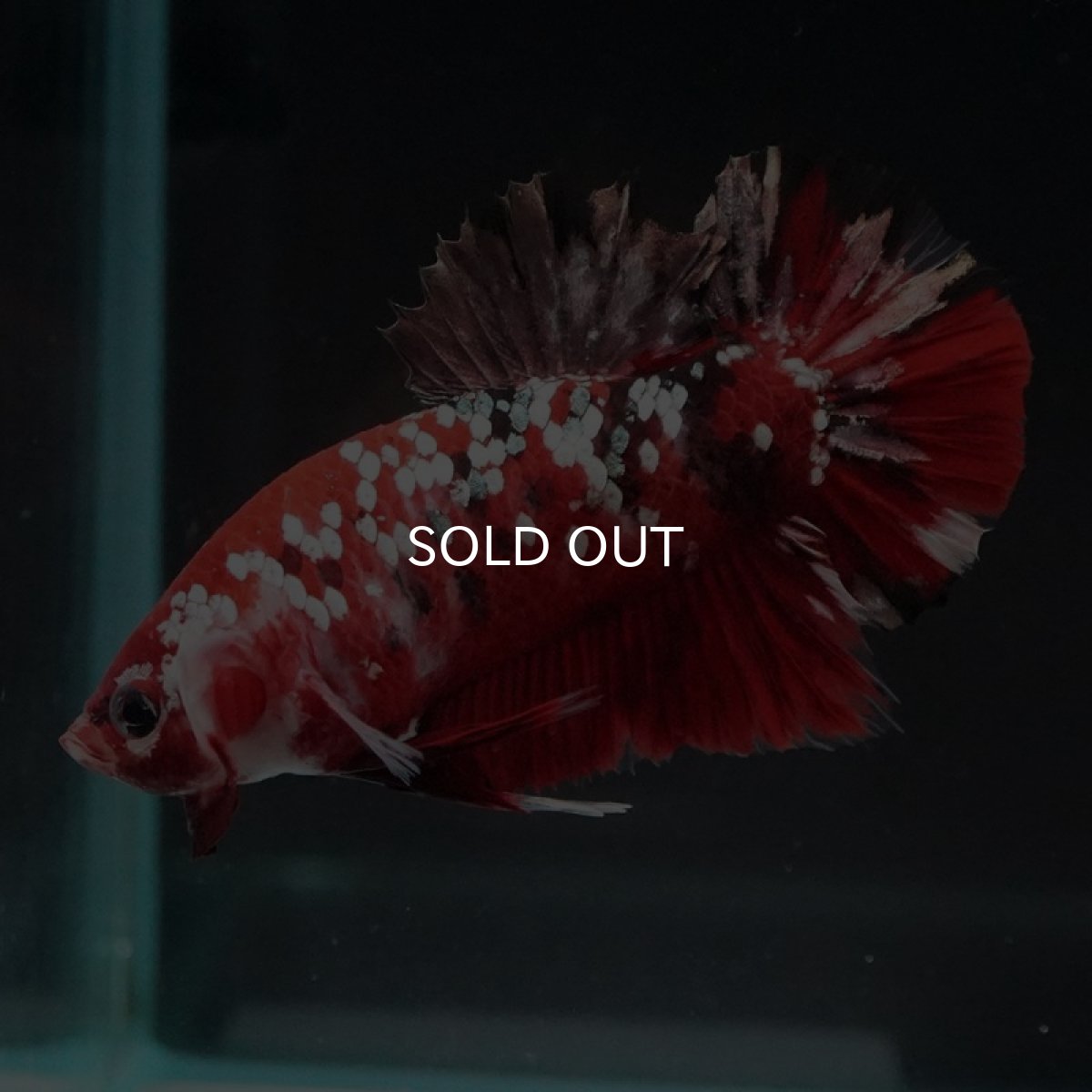 画像3: HMPK　レッドカッパーギャラクシー (3)