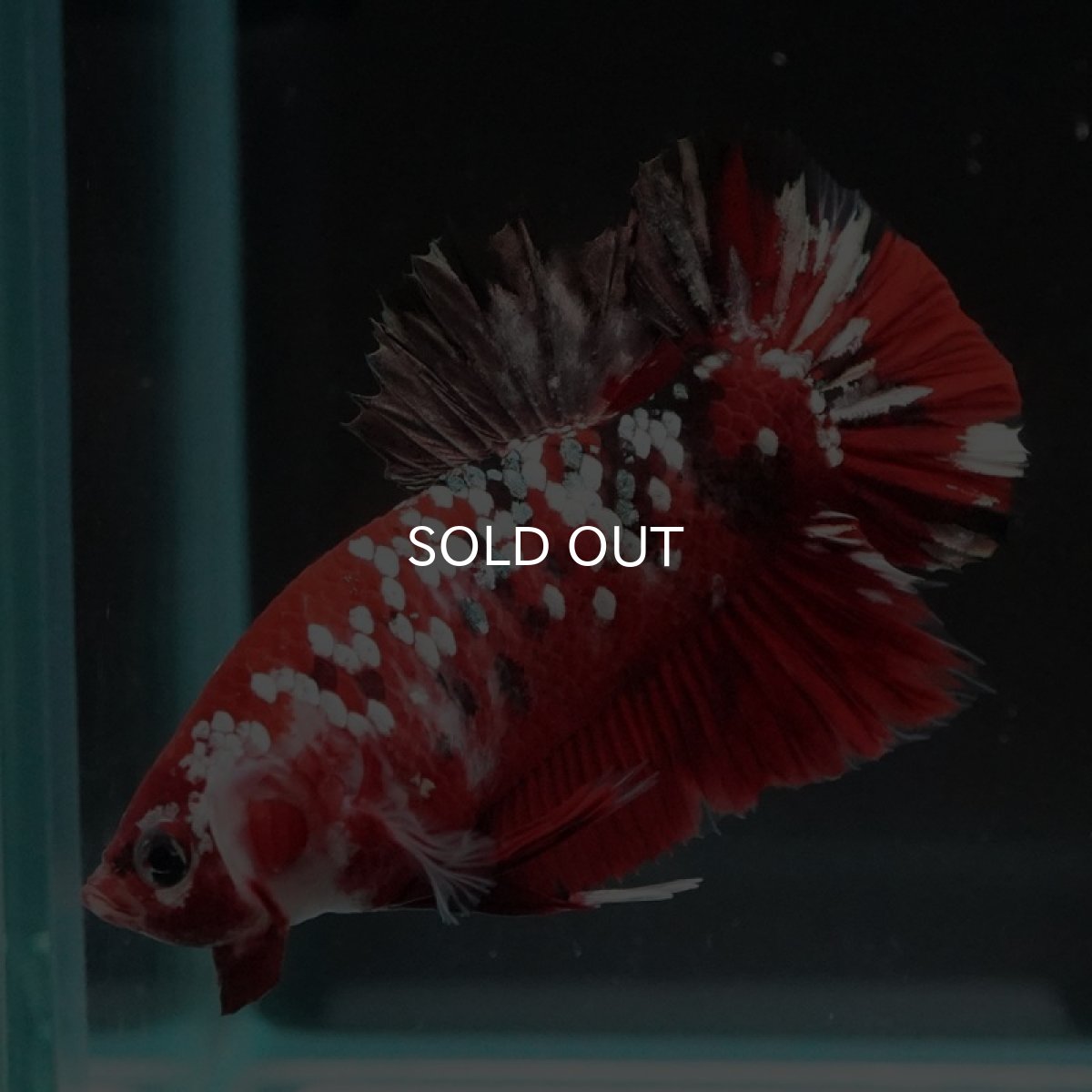 画像2: HMPK　レッドカッパーギャラクシー (2)