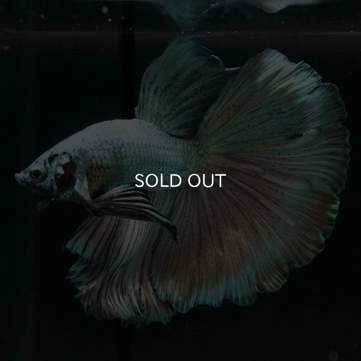 画像5: HM　カッパー (5)