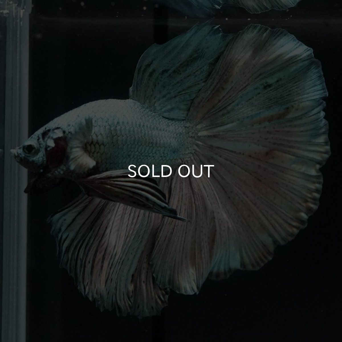 画像4: HM　カッパー (4)