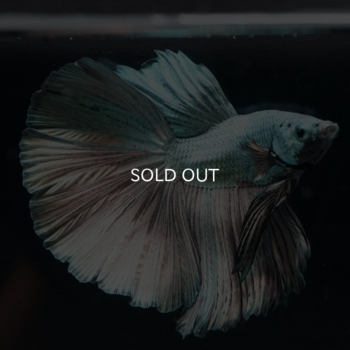 画像3: HM　カッパー (3)