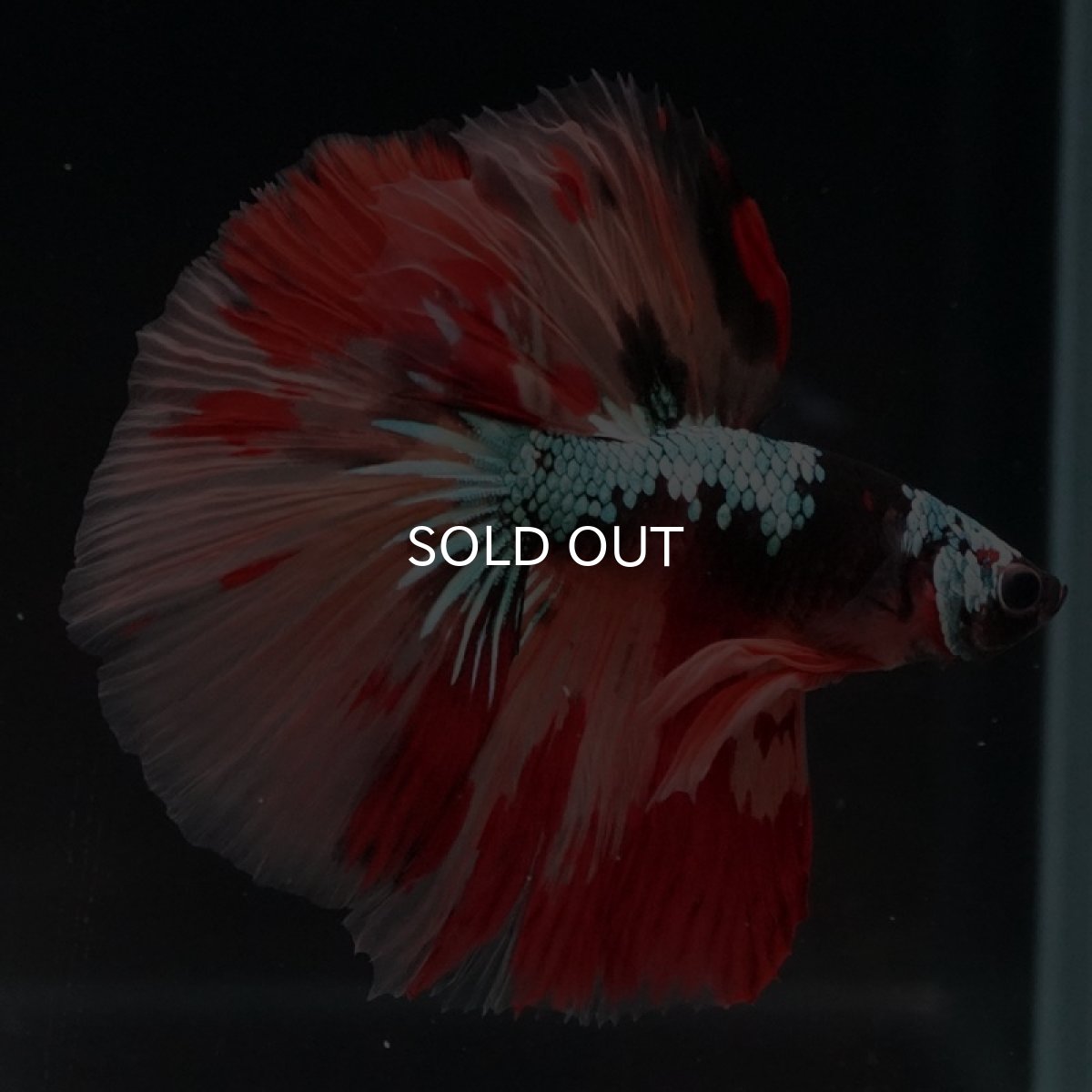 画像5: HM　キャンディギャラクシー (5)