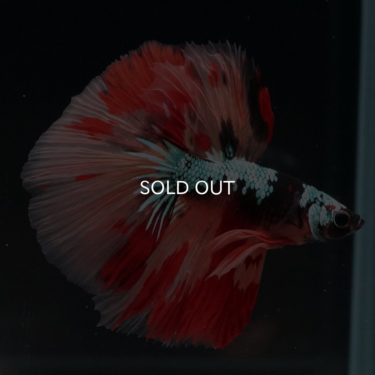 画像2: HM　キャンディギャラクシー (2)