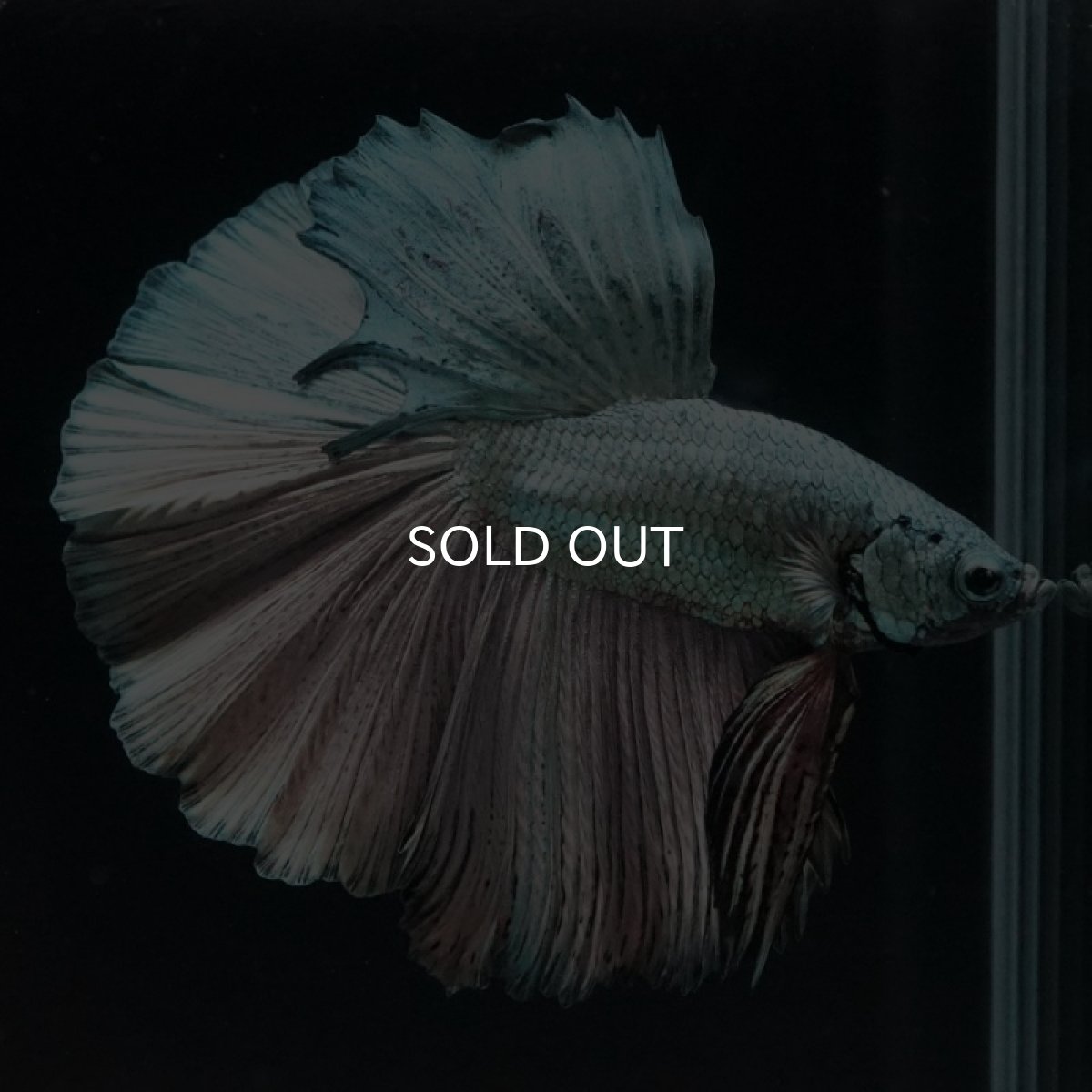 画像2: HM　カッパー (2)