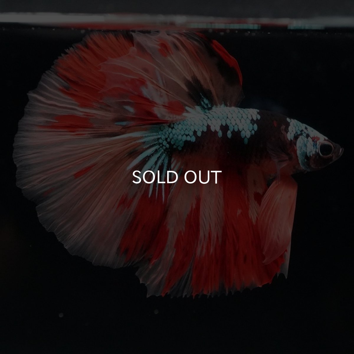 画像4: HM　キャンディギャラクシー (4)