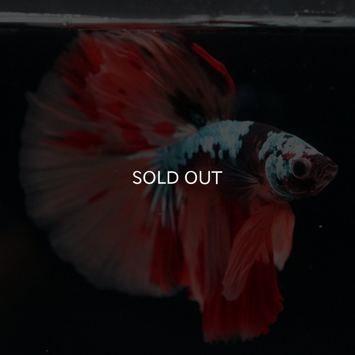 画像3: HM　キャンディギャラクシー (3)