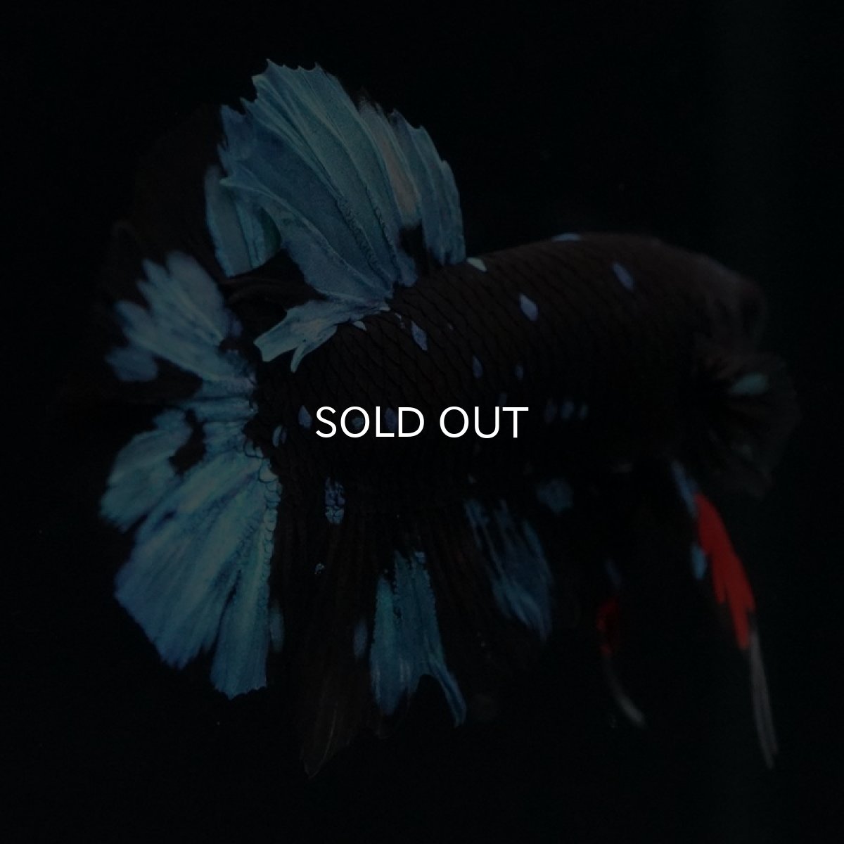 画像2: HMPK ブラックスター (2)