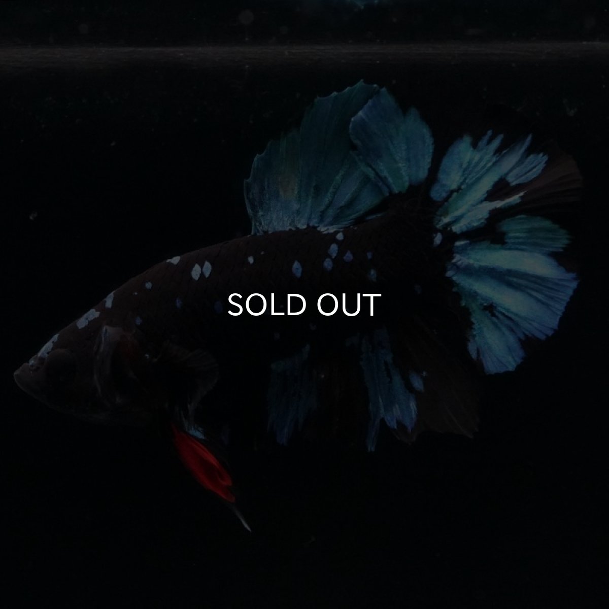 画像4: HMPK ブラックスター (4)