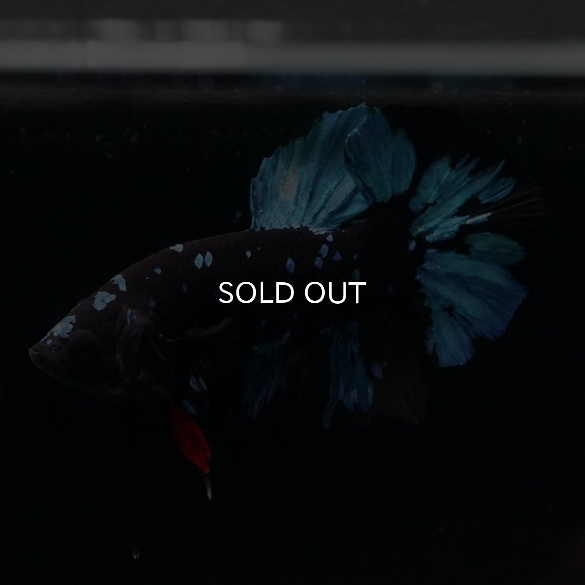 画像14: HMPK ブラックスター (14)