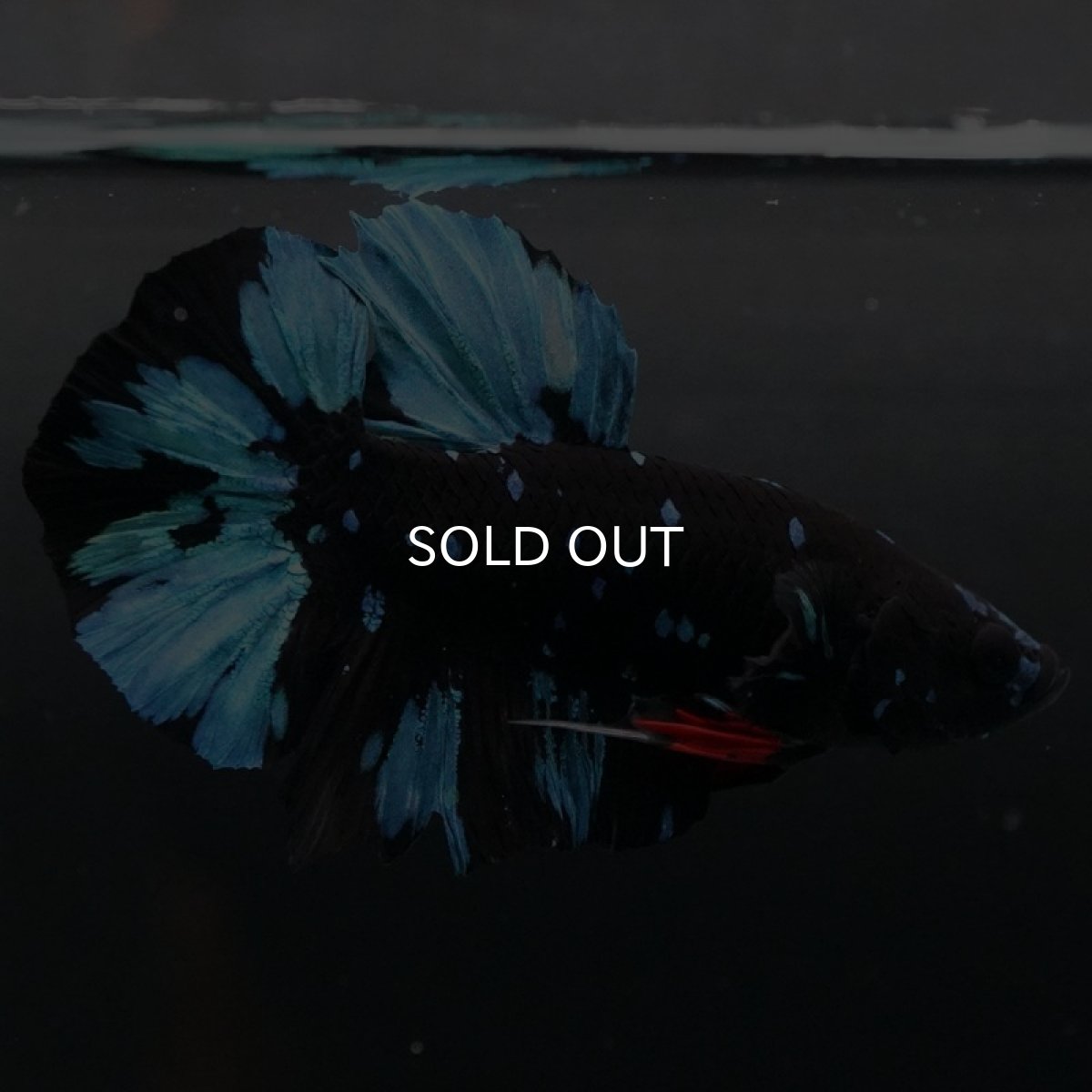 画像3: HMPK ブラックスター (3)