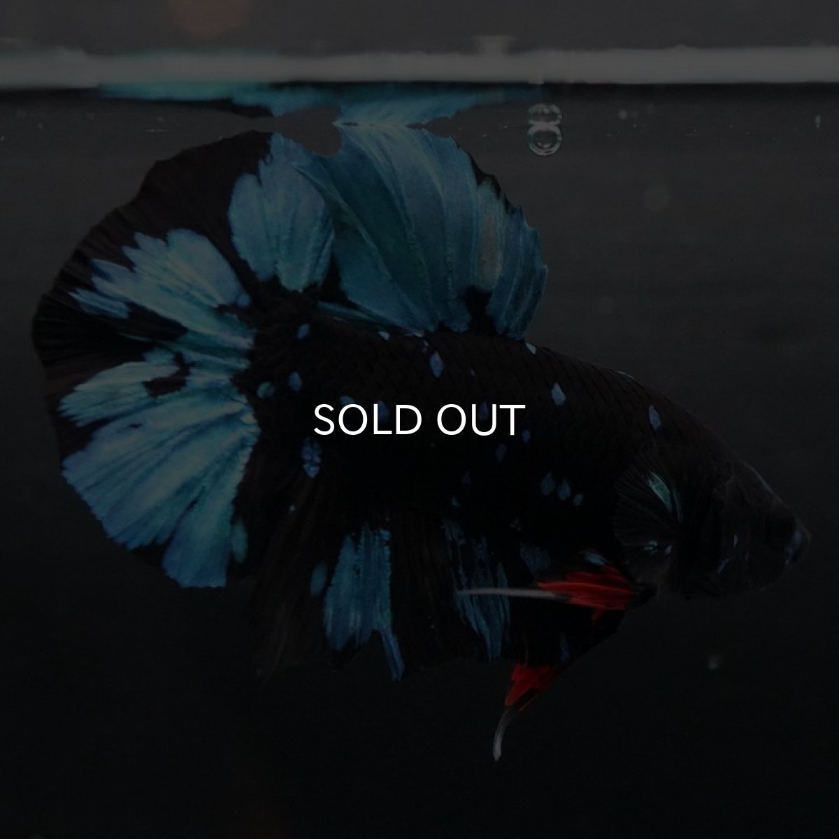 画像13: HMPK ブラックスター (13)