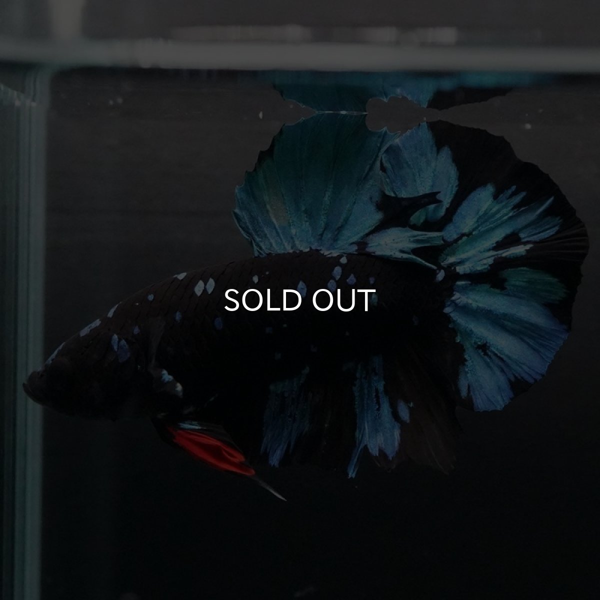 画像12: HMPK ブラックスター (12)