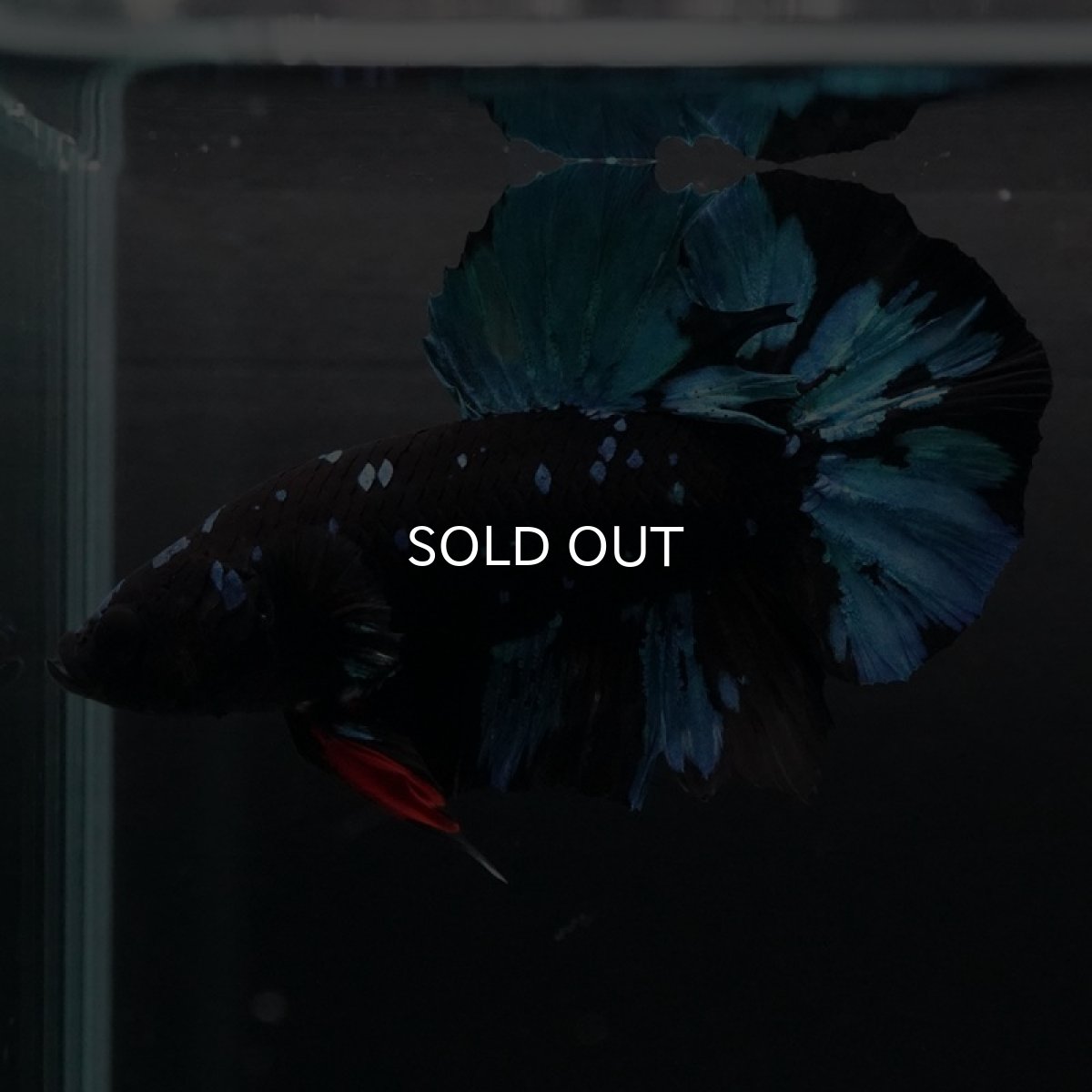 画像11: HMPK ブラックスター (11)