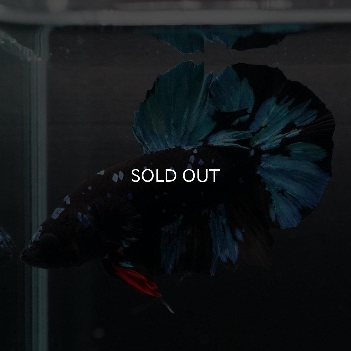 画像10: HMPK ブラックスター (10)