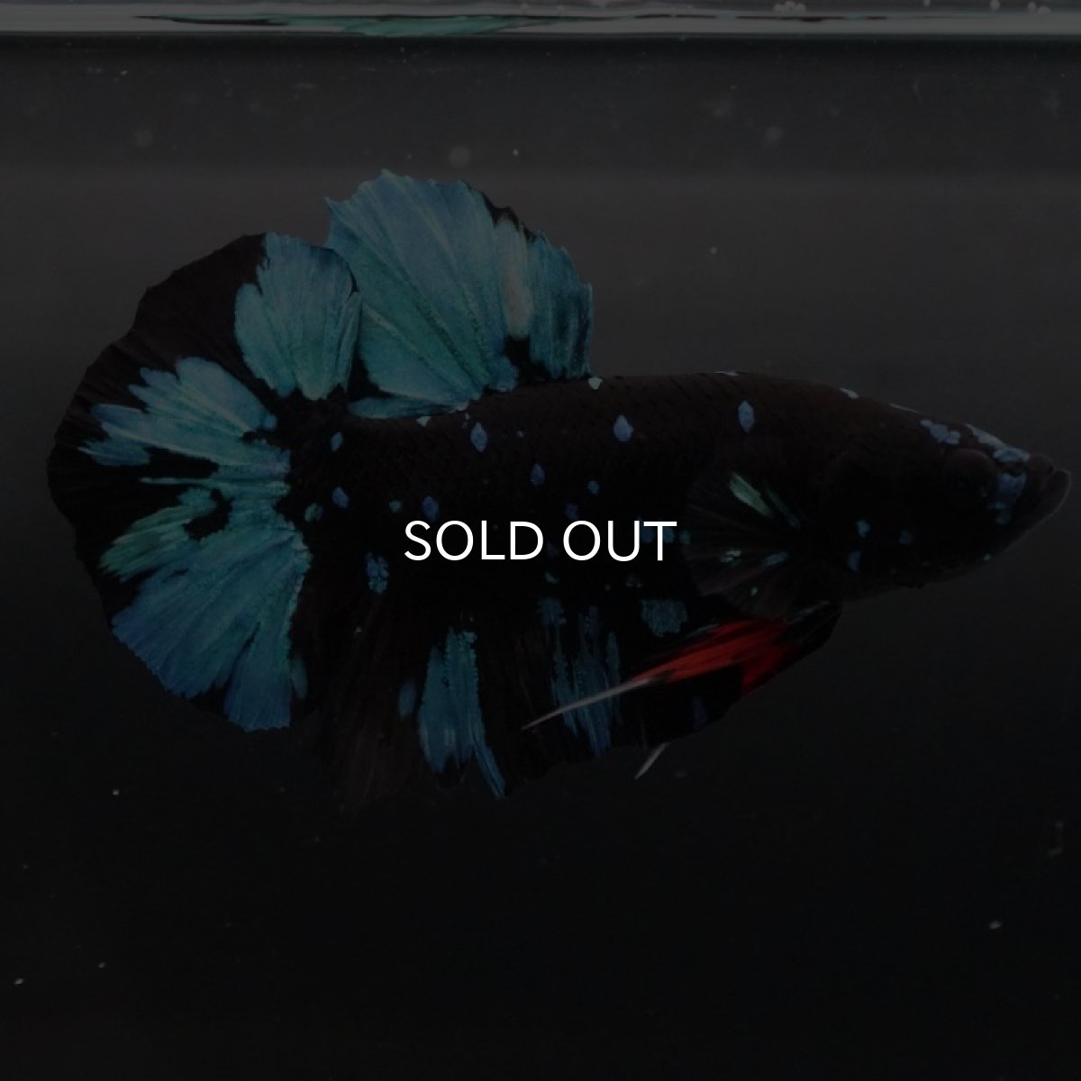 画像9: HMPK ブラックスター (9)