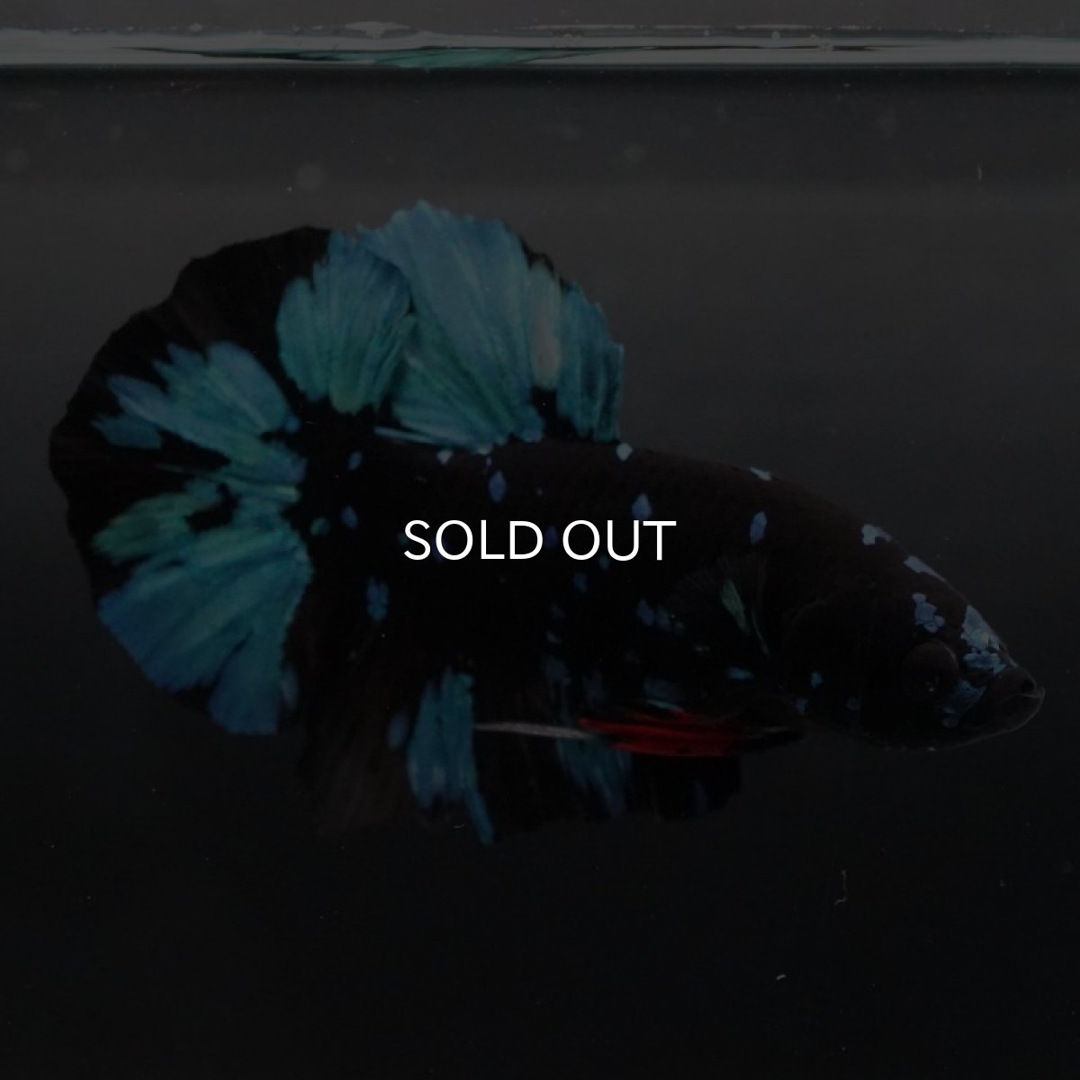 画像8: HMPK ブラックスター (8)